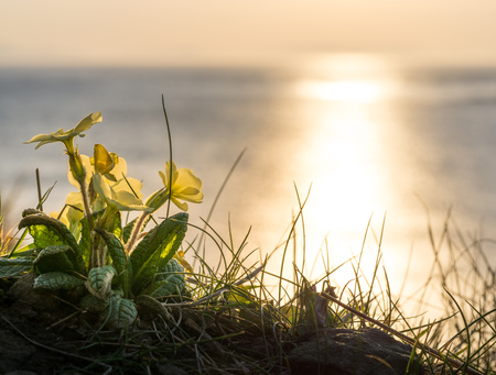 Yellow flowers and golden sunset at the coast of Scotlandの写真素材