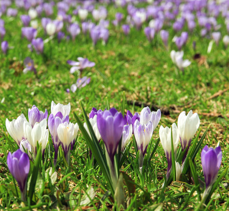 White and purple crocus flowersの写真素材