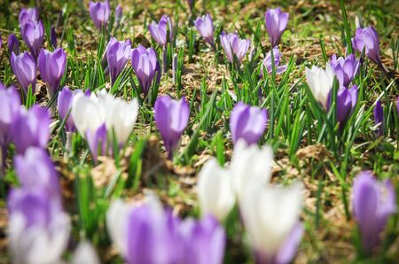 White and purple crocus flowers