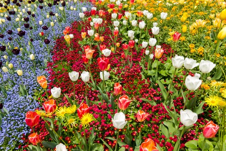 Colored flower bed in Spring.の写真素材