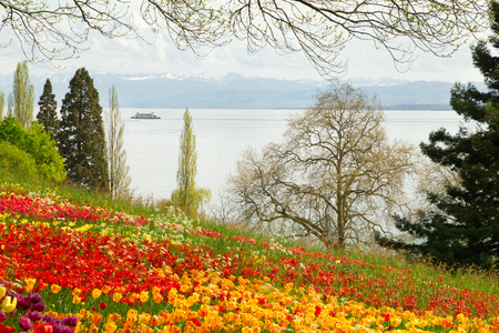 Tulips field in Spring with lake and mountains in backgroundの写真素材