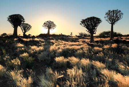 Beautiful african sunset with silhouetted Quiver trees and illuminated grass.の写真素材