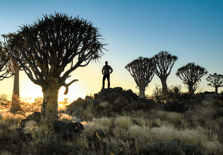 Man standing between silhouetted quiver trees. sunset sunrise in desert.の写真素材