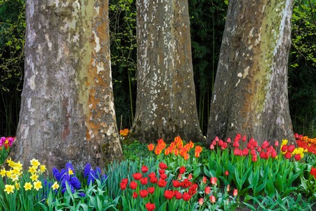 Tulips in front of three huge trees in Spring.の写真素材