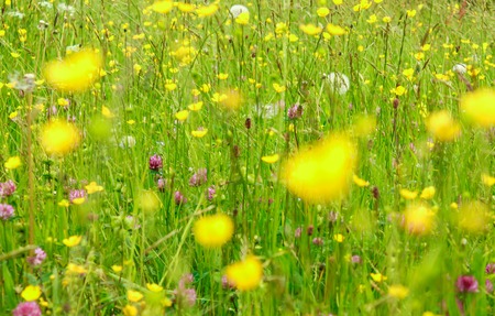 Beautyful blooming flowers bakcground. An alpine meadow in springtime