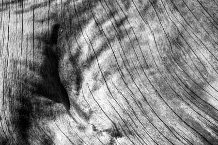 Old tree wooden texture with cracks and wrinkles. Monochrome.の写真素材