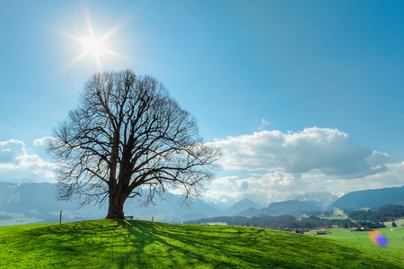 Lonely tree on green hill, blue sky, clouds and mountainsの写真素材