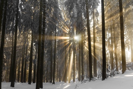Sunbeams breaking through the cold fog an snow covered trees.の写真素材