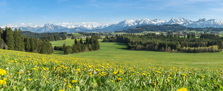 Beautiful yellow flower meadow in a idyllic mountainous landscape.の写真素材