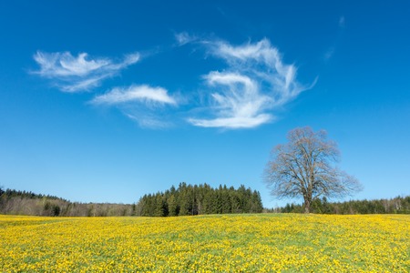 Tree on yellow flower meadow, blue sky and white cloudsの写真素材