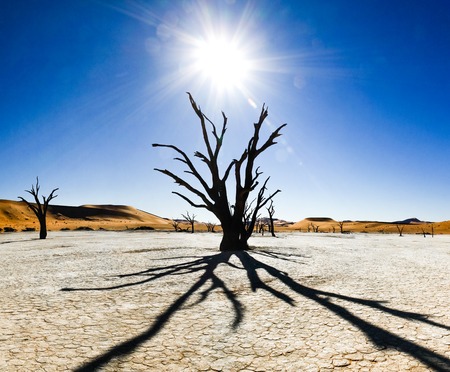 Dead trees and dunes in a salt pan. Hot desert.の写真素材