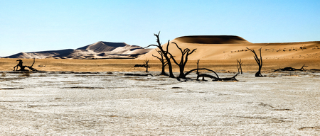 Dead trees and dunes in a salt pan. Hot desert.の写真素材