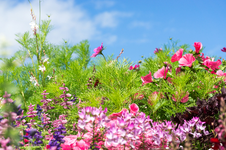 Greeting Card with colorful flower meadow, summer flowers. Pink purple.の写真素材
