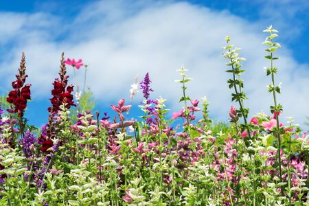 Greeting Card with colorful flower meadow, summer flowers. Pink purple.の写真素材