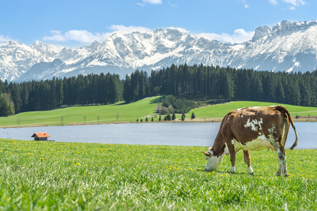 Cow on green grass at lake shore and alpine mountains.の写真素材