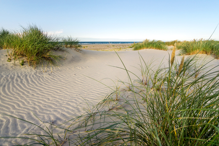Beach with sand dunes and marram grass in soft evening sunset light.の写真素材