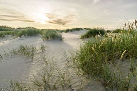 Beach with sand dunes and marram grass in soft evening sunset light. Beach dunes at Skagen...