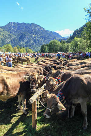 BAD HINDELANG, BAVARIA, GERMANY - SEPTEMBER 10 2011: Adorned cattle at the traditional annual Almabtrieb, Viehscheid in Allgaeu, Bavarian Alps. Crowd of tourist people watching the event.のeditorial素材