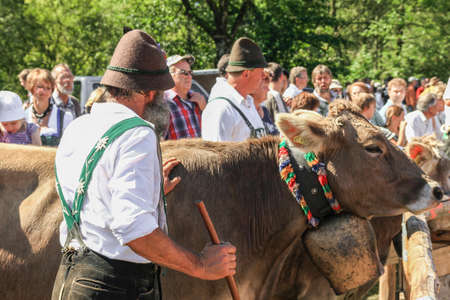 BAD HINDELANG, BAVARIA, GERMANY - SEPTEMBER 10 2011: Adorned cattle and mountain Farmers at the traditional annual Almabtrieb, Viehscheid in Allgaeu, Bavarian Alps. Crowd of tourist people.のeditorial素材