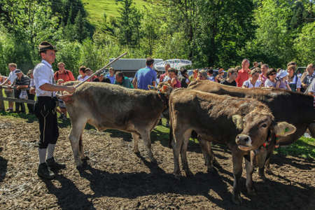 BAD HINDELANG, BAVARIA, GERMANY - SEPTEMBER 10 2011: Adorned cattle and mountain Farmers at the traditional annual Almabtrieb, Viehscheid in Allgaeu, Bavarian Alps. Crowd of tourist people.のeditorial素材