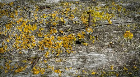 Wooden Wall Board Background covered with green moss and yellow lichen. Nice Spotlight vignetting.の写真素材