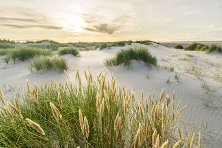 Beach with sand dunes and marram grass in soft evening sunset light. Beach dunes at Skagen Nordstrand where Baltic Sea and North Sea are colliding.の写真素材