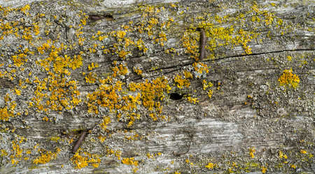 Wood Floor Panel Background covered with green moss and yellow lichens.の写真素材