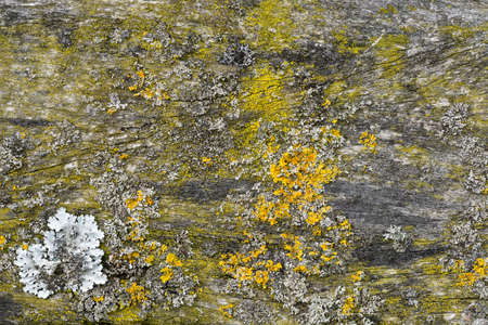 Wood Floor Panel Background covered with green moss and yellow lichens.の写真素材