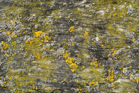Wood Floor Panel Background covered with green moss and yellow lichens.の写真素材