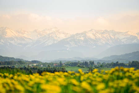 Yellow flowers meadow and beautiful view to snow covered mountains. Evening sunset light and alpenglow. Kempten, Bavaria, Alps, Allgau, Germany.の写真素材