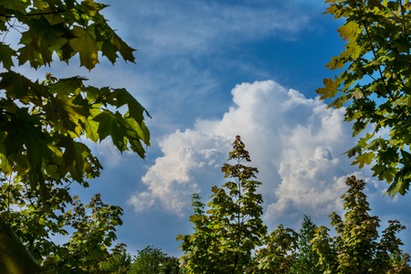 Green maple leaves under a sunny blue skyの写真素材