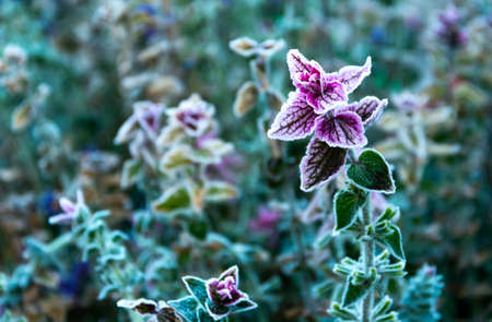 Sage covered with frost in autumn. Blurred background.の写真素材