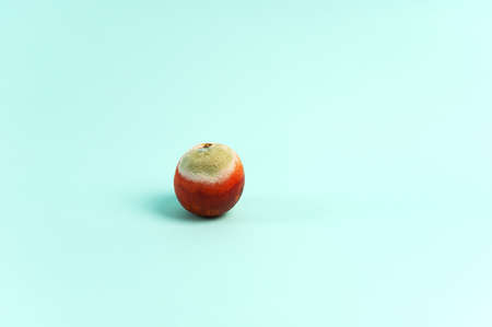 Red orange covered with mold on a blue background. Copy space.の写真素材