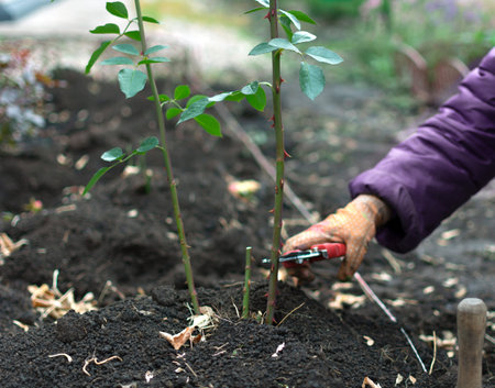 Pruning rose bushes before winter. Preparing plants for winter.High quality photo