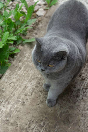 A gray cat of the British breed walks along a concrete path against the background of green grass. High quality photoの写真素材