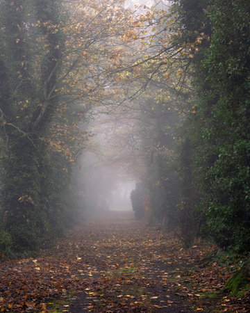 Foggy Walk in Scotlandの写真素材