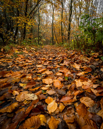 A walk through a Scottish autumn  trail.の写真素材