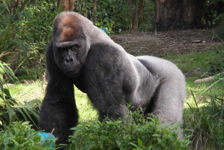 Powerful gorilla being a leader