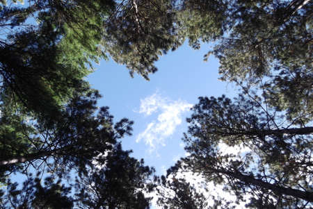 Heart-shaped opening in trees