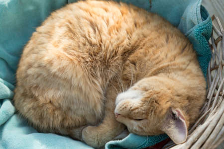 A furry, and fuzzy cat all curled up in a ball.の写真素材