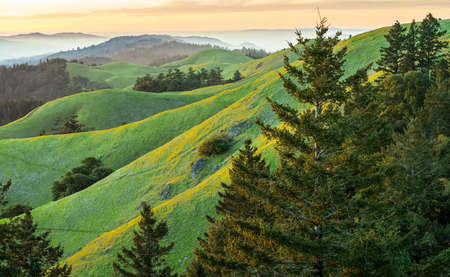 Sunset of rolling green hills and pine trees with fog in the distance.