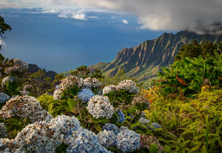 Iconic coastline of Kauai with flowers in foregroundの写真素材