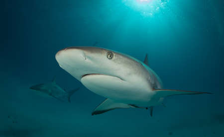 Lemon shark swims very close to camera under water over sandの写真素材