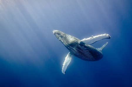 Humpback whale showing its wingspan in Hawaiiの写真素材