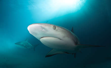 Shark swimming in close to the camera in clear caribbean waterの写真素材