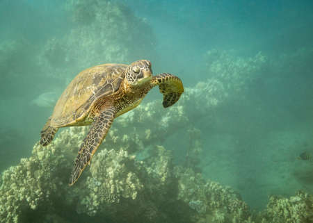Hawaiian green sea turtles cruising over coral reef in clear blue tropical water.
