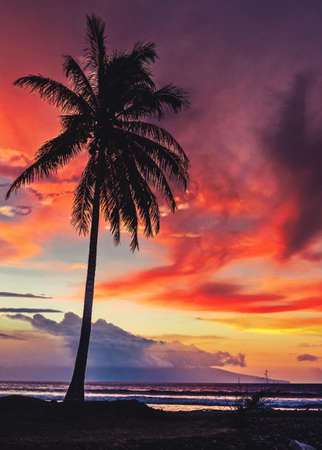 Palm trees at sunset on Mauiの写真素材