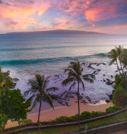 Palm trees at sunset on Mauiの写真素材