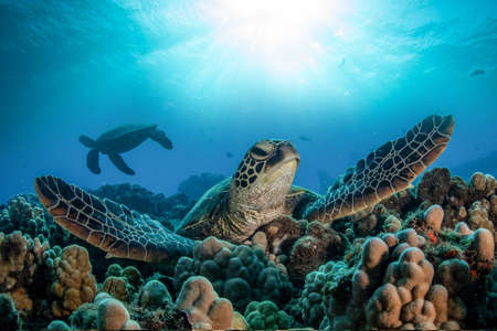 Hawaiian green sea turtles cruising over coral reef in clear blue tropical water.の写真素材