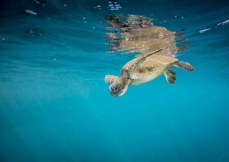Hawaiian green sea turtles cruising over coral reef in clear blue tropical water.の写真素材